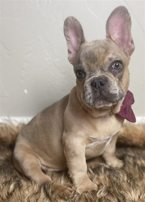  Available now French Bulldog Male puppies born 16 August