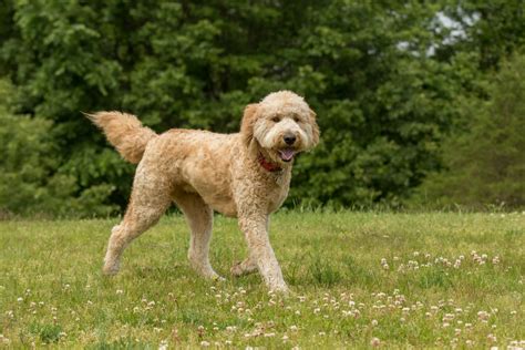  Average Lifespan The average lifespan of a healthy Goldendoodle ranges from around 10 to 15 years when provided proper care, including regular vet check-ups , vaccinations, exercise routines, grooming sessions, and a balanced diet