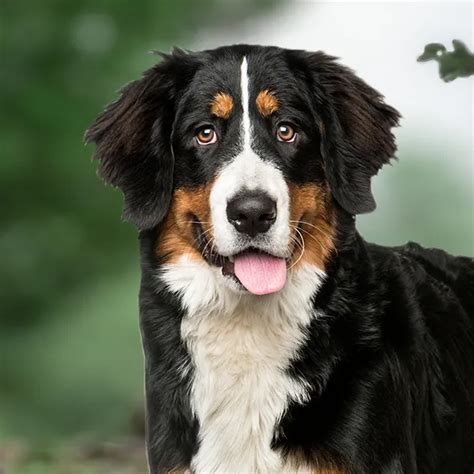  Average life span for a Bernese Mountain dog is 7 to 9 years of age