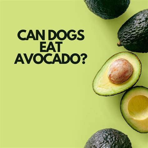  Avocado: This tasty human food contains persin, which takes dogs some time to digest