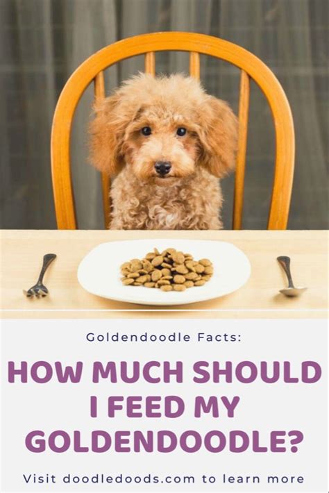  Avoid feeding your Goldendoodle treats during the evening