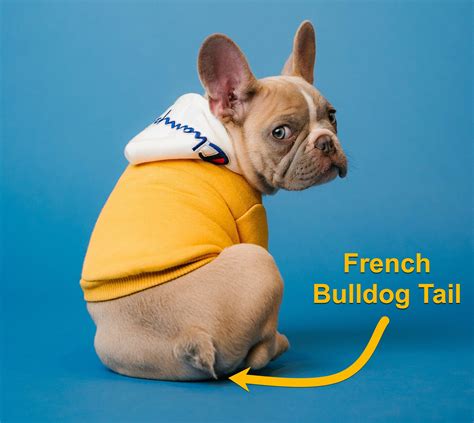  Avoid lifting your Frenchie by their legs or tail as this can cause discomfort or even injury