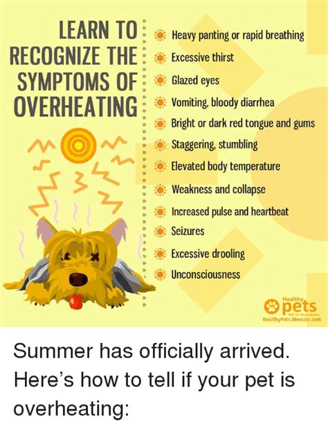  Avoid overheating Be mindful of signs of overheating, such as heavy panting, red gums, and a lack of energy, and take steps to cool your Frenchie down immediately if you notice these signs
