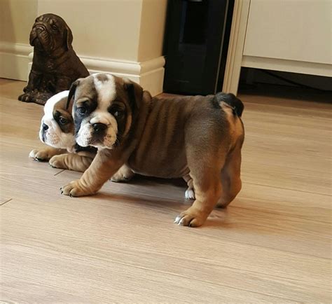  Awesome Trained English Bull dog Puppies for sale