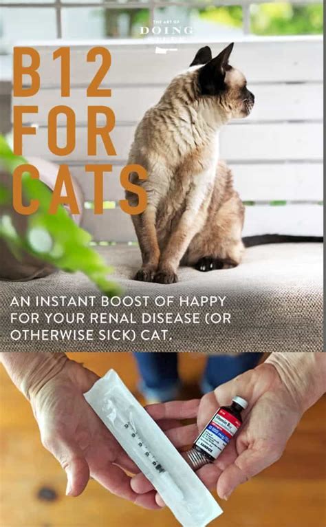  B12 Injections: Cats with certain medical conditions may benefit from this vitamin boost