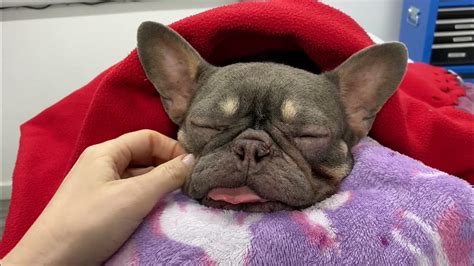  BOAS surgery procedure in French Bulldogs Widening your Frenchie