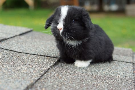  Baby Lop bunny