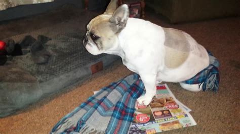  Back Problems and Herniated Discs in French Bulldogs Frenchies are uniquely susceptible to back problems, like herniated discs