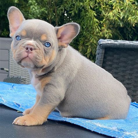  Back in the s, French Bulldogs for sale in Maryland were bred to be companion dogs in England