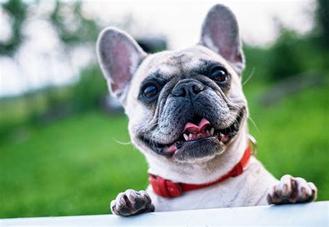  Background The behavior, health, and temperament of your French Bulldog can depend on its background