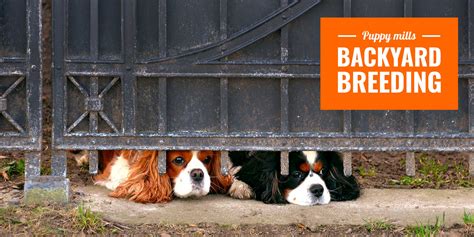  Backyard breeders might appear to be your friendly neighbor next door