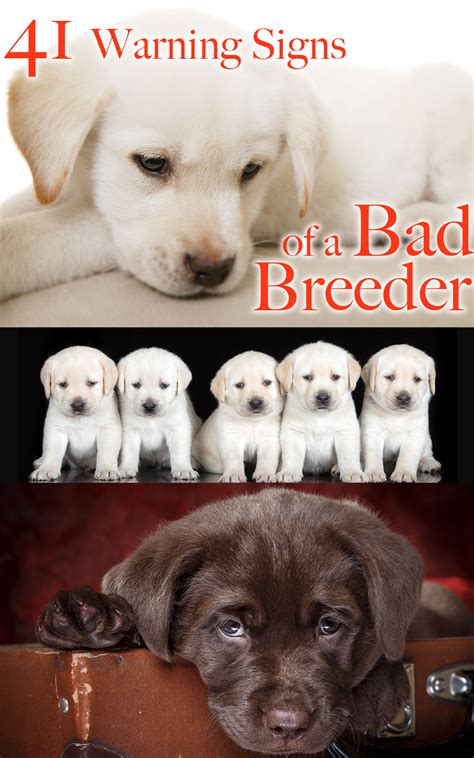  Bad breeders are everywhere, which is why spotting good breeders is not as complicated Investigate everything you can about the breeder