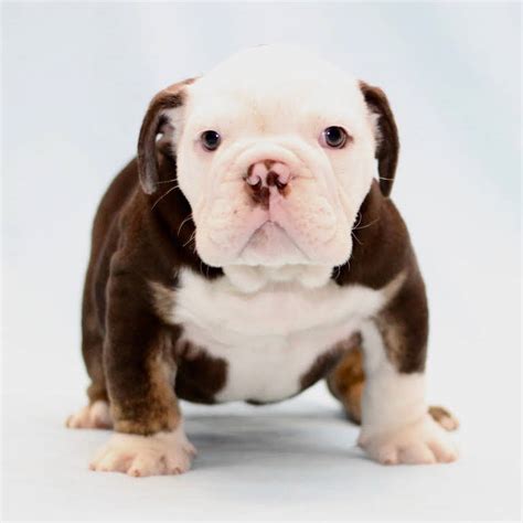  Ballpark Bulldogs is a responsible and ethical breeder that is devoted to the betterment and education about the breed and purebred dog ownership