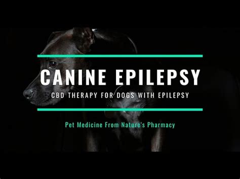  Based on the current state of knowledge it is not possible to provide clear-cut recommendations for the use of CBD in canine epilepsy