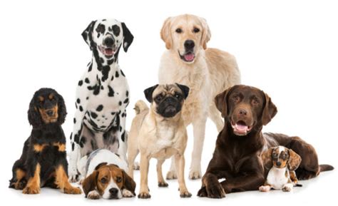  Based on the dogs you want to view, we ask a few questions to make sure your selected dogs would be suitable, and if so an appointment will be arranged