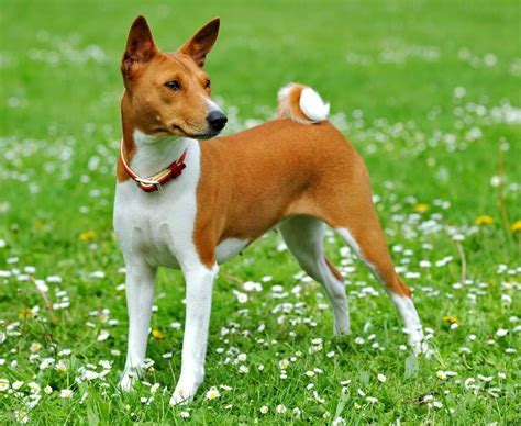 Basenji puppies looking for you