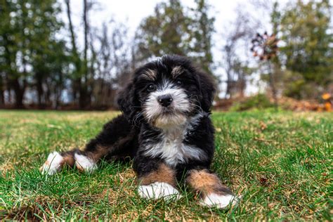  Basic training should start as soon as you take your Bernedoodle puppy home