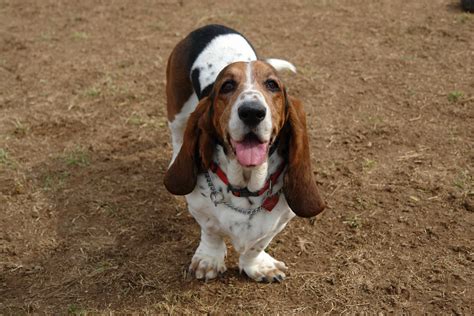  Basset Hound: cm inches - we would recommend a Hindquarters large size brown or khaki soft cotton fabric dog collar