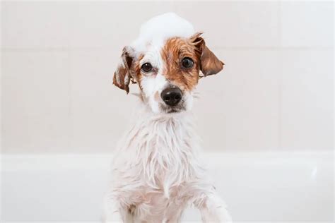  Bathe puppies at least biweekly using a mild antibacterial antifungal shampoo to cut down on dirt and grime in their skin folds, and dry thoroughly, including spaces in between wrinkles
