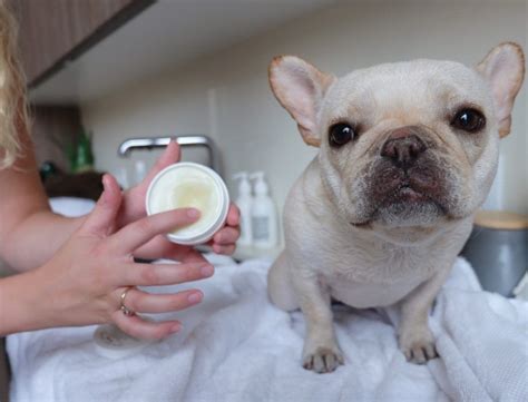  Bathe your blue Frenchie as needed, using a dog-specific shampoo