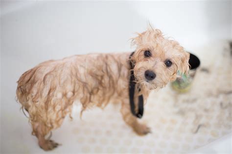  Bathing This shortish-haired, water-resistant coated dog does not need regular bathing, only when required