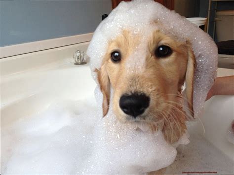  Bathing your Golden Retriever every day is not suggested
