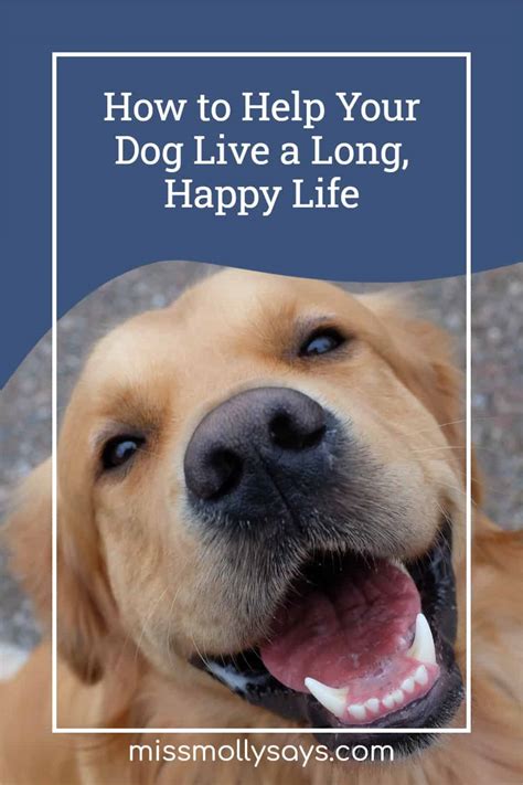  Be aware of these concerns, so you can help your pup live a long, happy life