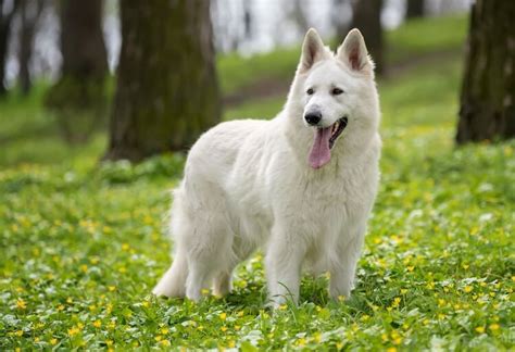  Be consistent: White and other German Shepherds all respond better to training when there is consistency to things