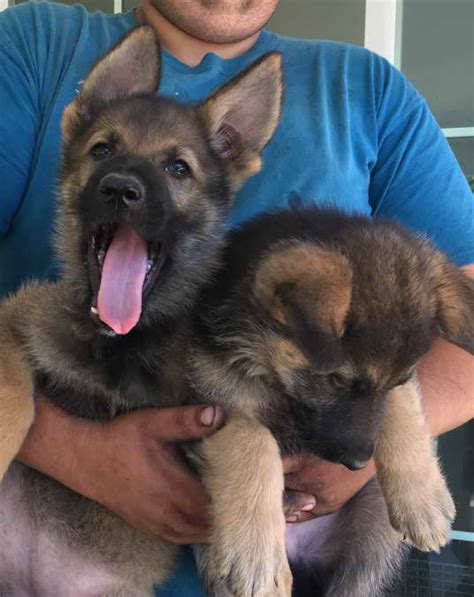  Be prepared to pay a few hundred dollars more than the average German Shepherd puppies for sale in Corpus Christi