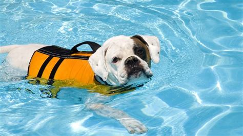  Be sure to bring a life jacket for your dog and follow all the safety rules