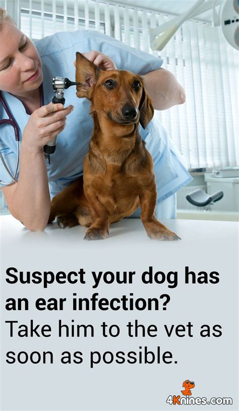 Be sure to call us if you notice him scratching or shaking his head, a foul odor from the ears, or if his ears seem painful to the touch