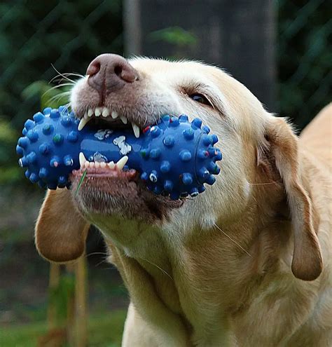  Be sure to choose a size that your dog has no chance of swallowing accidentally! This toy comes in three sizes and has raised bristles to help clean teeth and gums while your dog chews