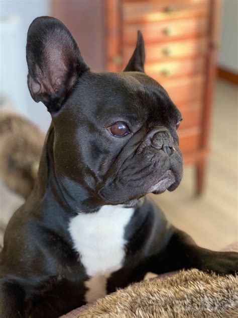 Be sure to contact Austin Bulldog Rescue if you are looking for a French Bulldog as they may have the perfect match for you! They do not have a shelter that you can visit to please email or call them for further details