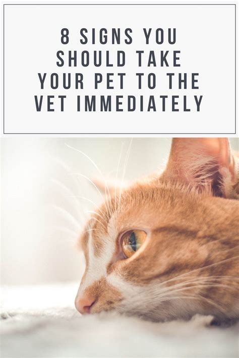  Be sure to stop dosages and contact your vet immediately if your cat demonstrates any of the side effects below