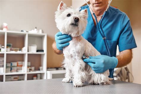  Be sure to take your puppy to the vet regularly and have routine fecal exams to check for worms and other parasites
