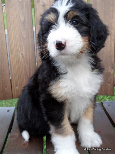  Be very cautious when purchasing a purebred or bernedoodle without doing your due diligence as the puppies will always be cute, but will exhibit the personalities of the bloodline used later in life