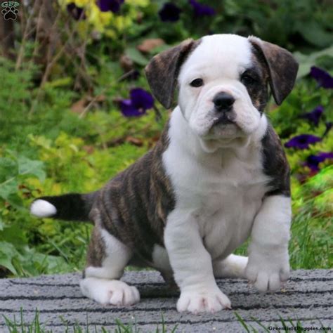  Beabull puppies for sale! These adorable, lovable, and playful Beabull puppies are a cross between a Beagle and an English Bulldog