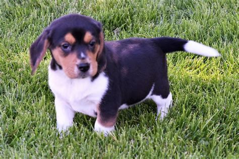  Beagle For Sale in New Jersey 