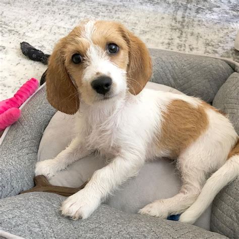  Beagle mix puppies: get yours via Lancaster Puppies