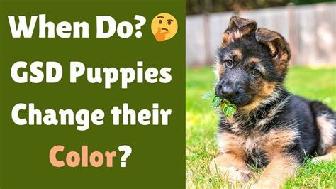  Bear in mind that all German shepherd puppies change color as they grow