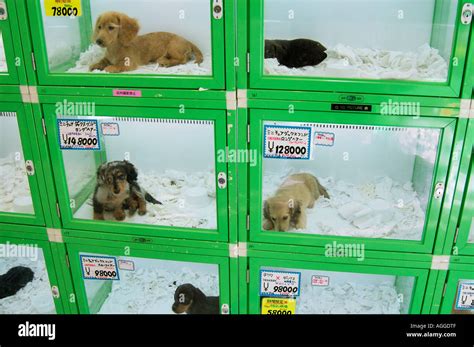  Bear in mind that most puppies sold in pet stores are received from puppy farms