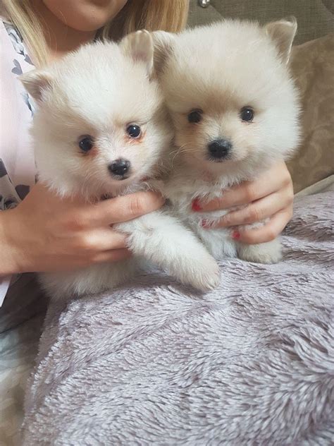  Beautiful, healthy Puppies for Sale