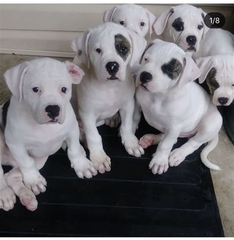  Beautiful American bulldogs for sale, litter of 9 5 males 4 females mum and dog can both be viewed when viewing pups,mum is a family dog and dad is a guard dog absolutely beautiful dogs