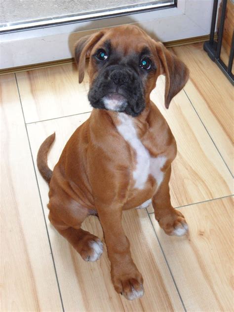  Beautiful Boxer puppies for sale