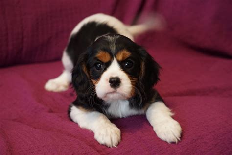  Beautiful Cavalier King Charles for sale