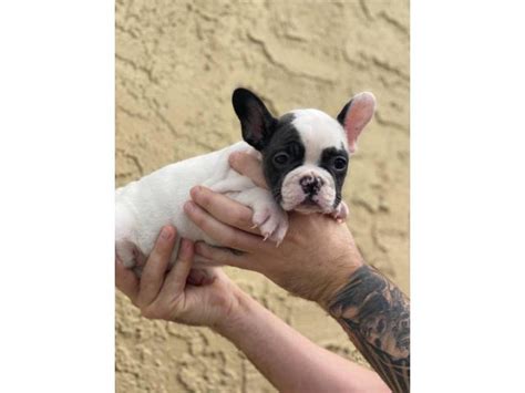  Beautiful French bulldog litter Starting from w full akc option Located in San Diego ready french bulldog puppies frenchies for sale french Bulldog puppies for sale french bulldogs for sale bulldogs for sale exotic frenchie frenchies for sale financing Male s and Female s , Under 1 Week Old