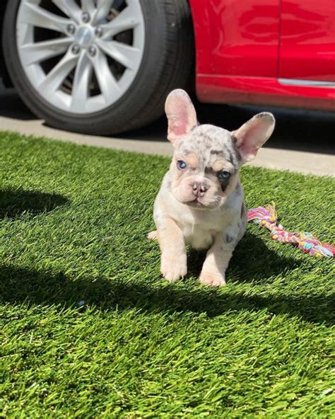  Beautiful French bulldog litter available for rehoming fee