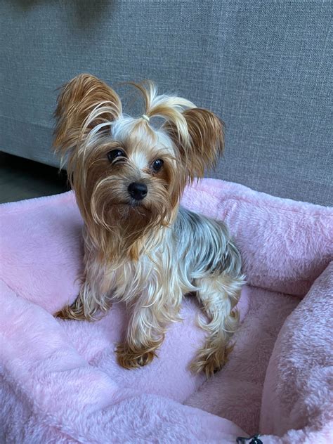  Beautiful Happytail puppies for sale - Yorkies, Maltese, Morkies and more