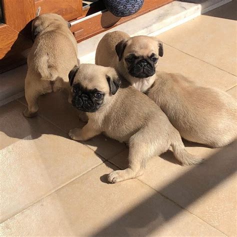  Beautiful KC Registered Pug puppies for sale