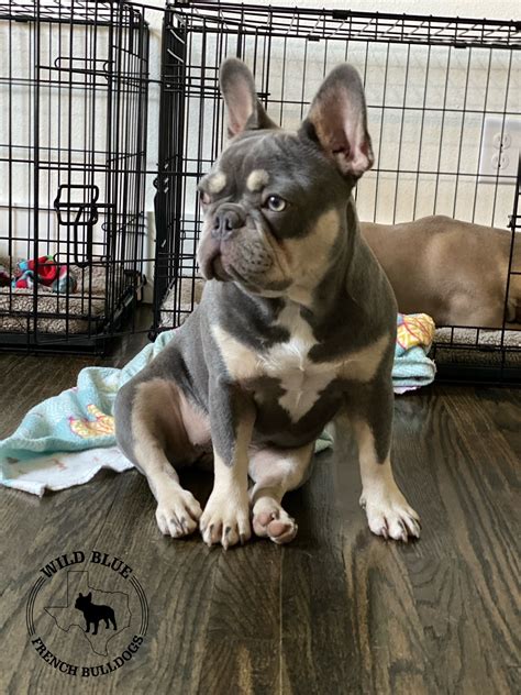  Beautiful Lilac and Tan and Chocolate and Tan puppies!  To see more adoptable English Bulldogs in South Carolina, use the search tool below to enter specific criteria! We spend more time communicating and checking in on our past puppy sales than with new families sometimes but thats how we